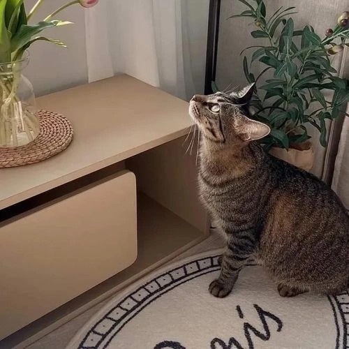 Photo of color Benjamin Moore 1054 Sherwood Tan