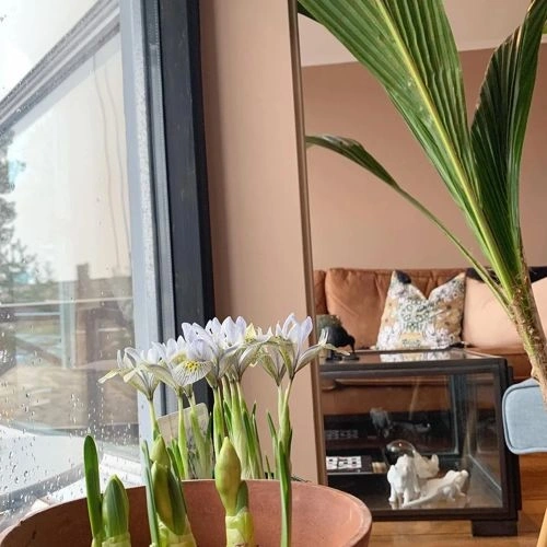 Photo of color Jotun 12120 Desert Pink