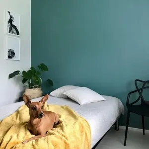 Photo of color Tikkurila S440 Silk Road