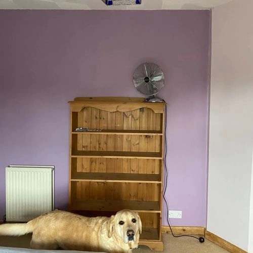 Dulux Himalayan Musk 3 / 70RB 36/156