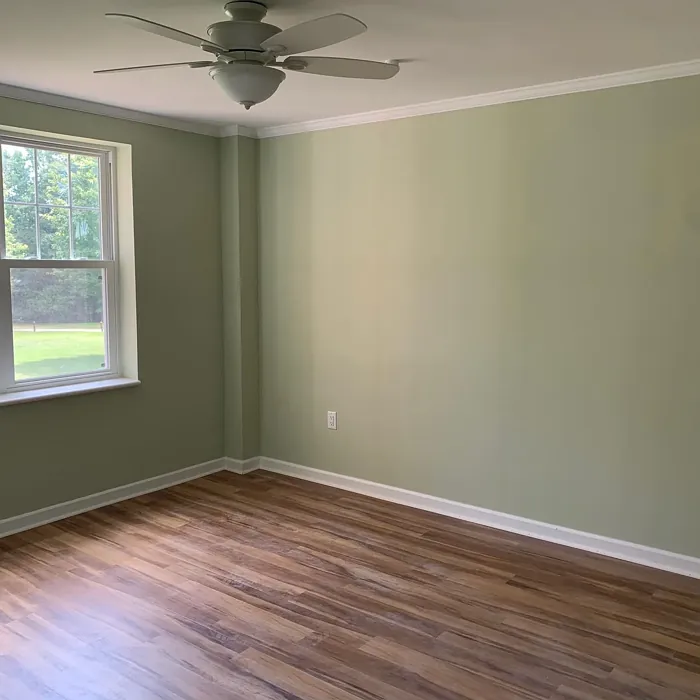 SW Acanthus wall paint review