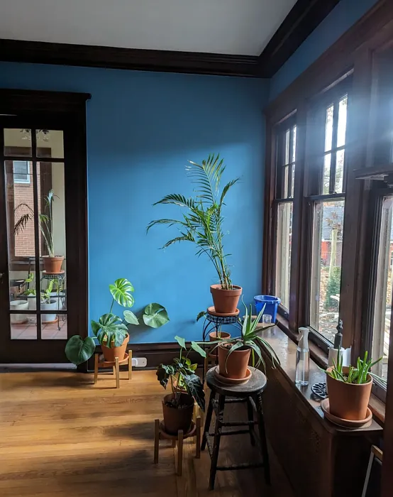 Benjamin Moore Palace Blue wall paint 