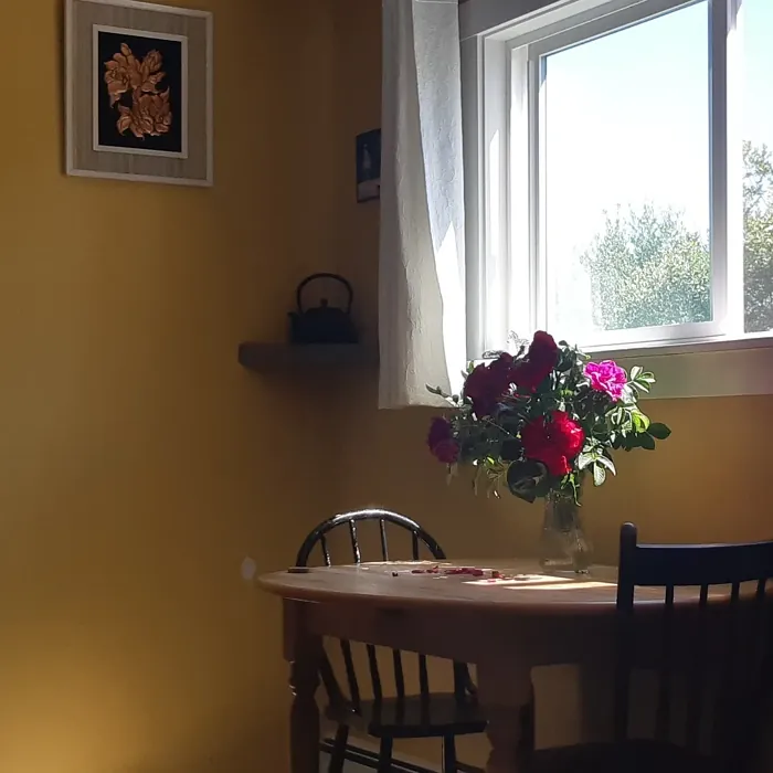 Benjamin Moore Stuart Gold dining room photo