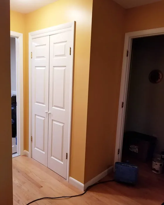 Benjamin Moore Stuart Gold wall paint review