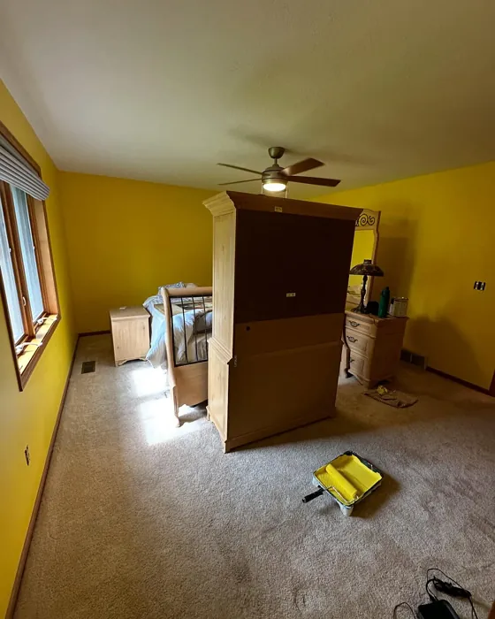 SW Daisy wall paint color