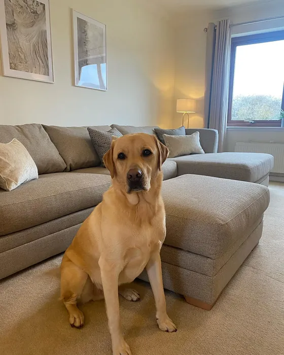 Dulux Fine Cream stylish living room 