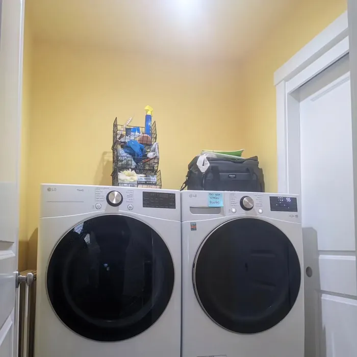 SW Honey Bees laundry room color