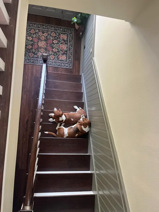 Sherwin Williams Lauriston Stone stairs panelling