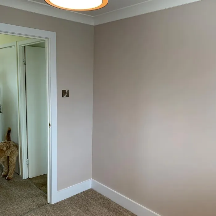 Dulux 50YR 64/045 wall paint review