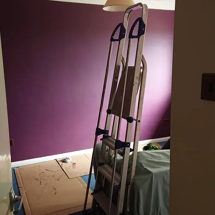 Dulux Mulberry Burst accent wall 