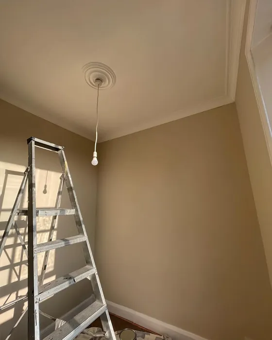 Rolled Oats wall paint color