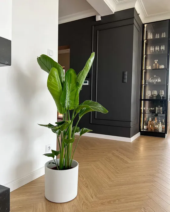 S 8000-N accent wall color review