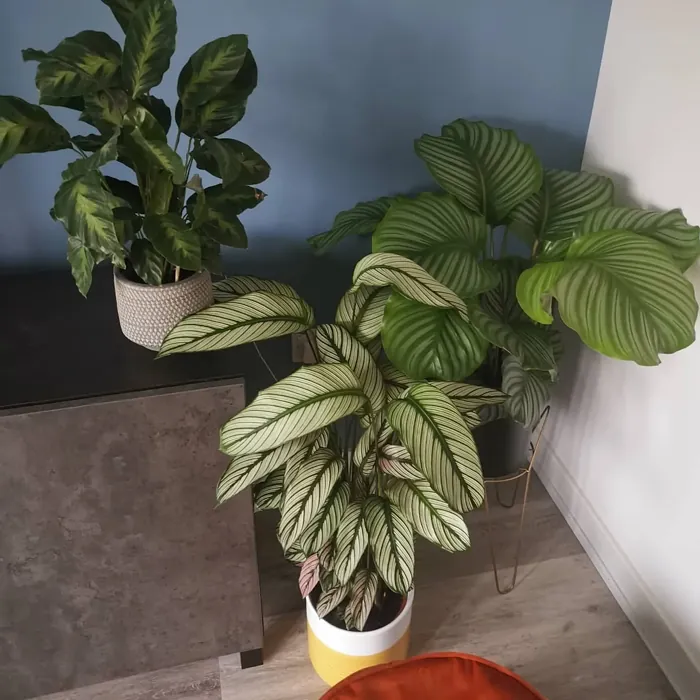 Dulux Vast Lake living room accent wall