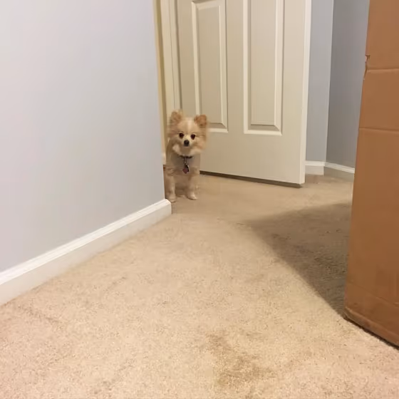 Benjamin Moore Bunny Gray bedroom color review