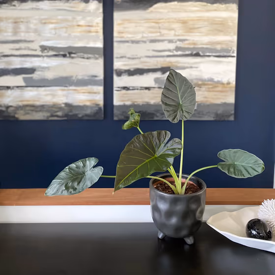 Bm Deep Royal Wall Paint