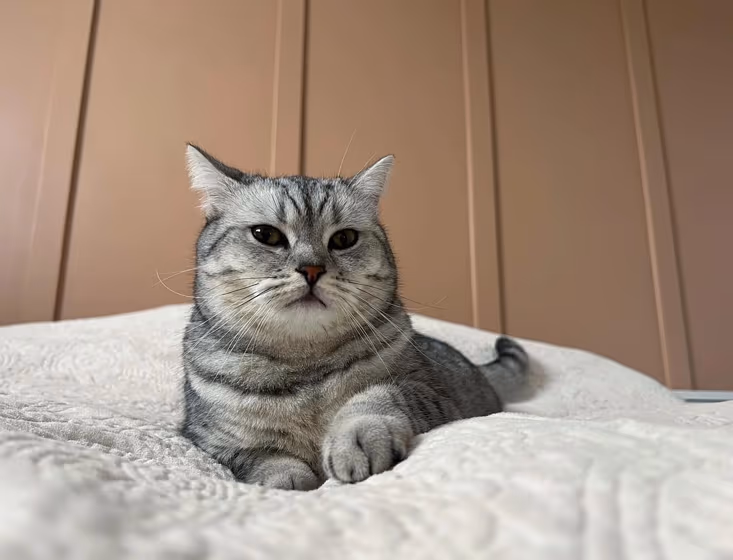 Behr Canyon Dusk S210-4 bedroom