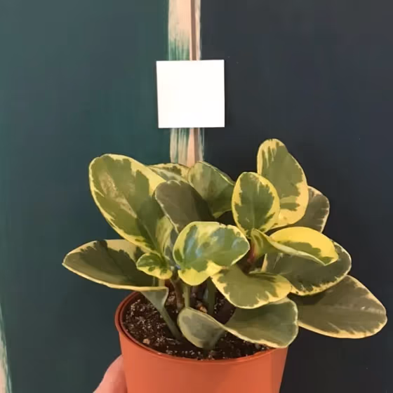 Sw Cascades Wall Paint