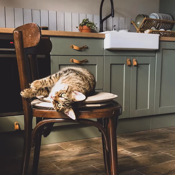RAL Classic Cement grey RAL 7033 gorgeous green kitchen cabinets and the cat