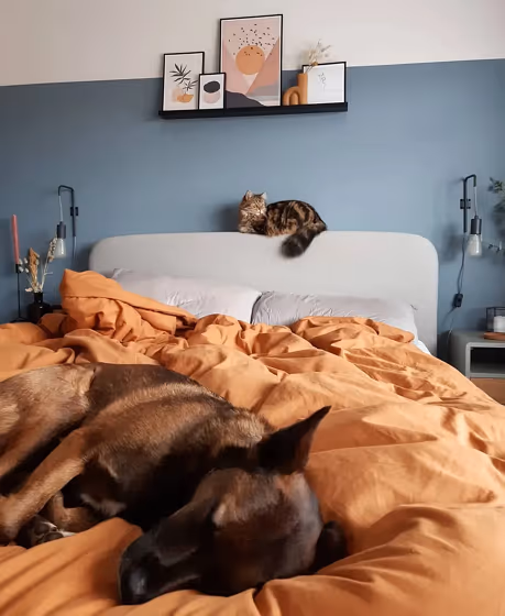 Dulux Denim Drift bedroom paint review