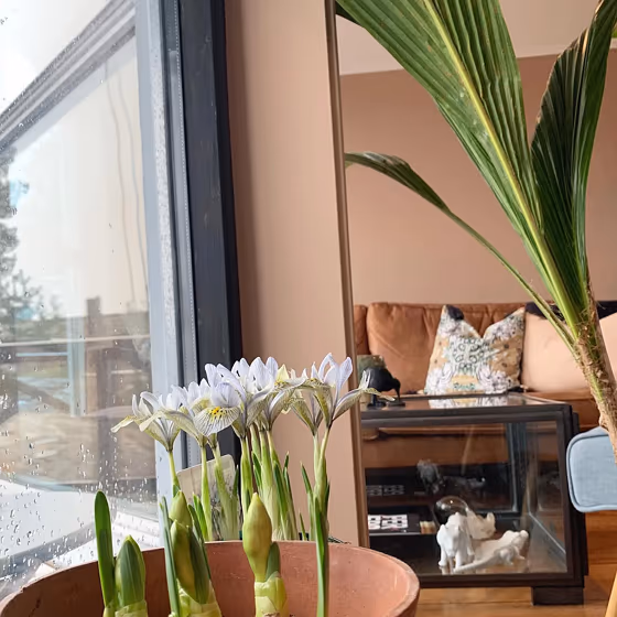 Jotun Desert Pink living room color review