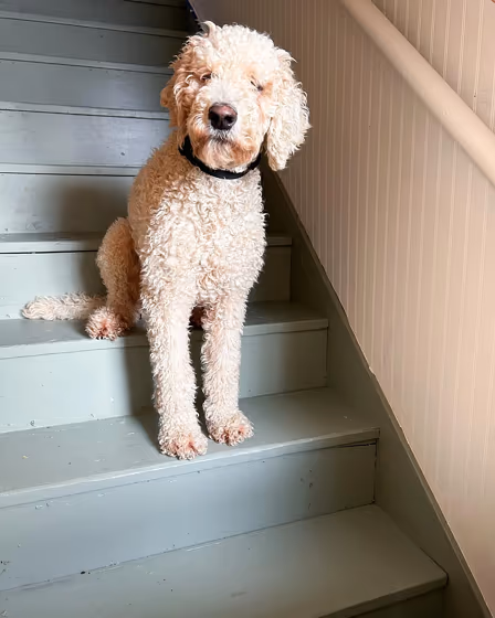 Sw Evergreen Fog Stairs