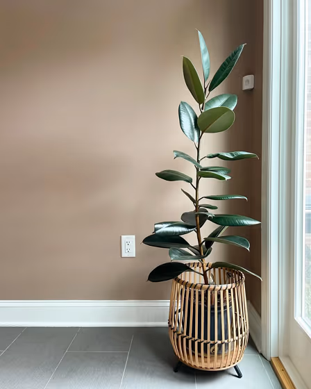 Farrow and Ball Dead Salmon wall paint