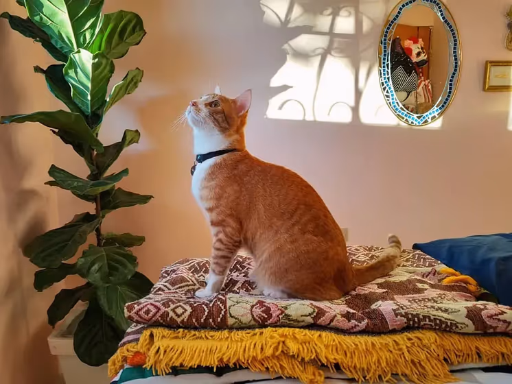 Sherwin Williams Koral Kicks Paint