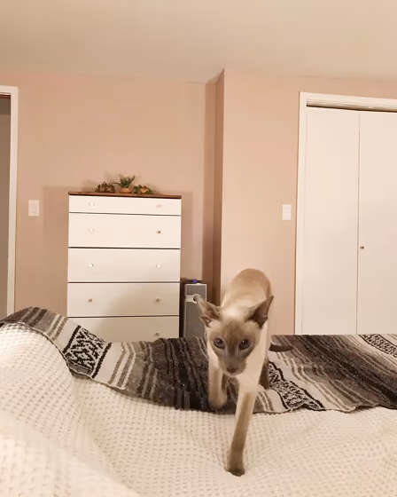 Sherwin Williams Sashay Sand Bedroom