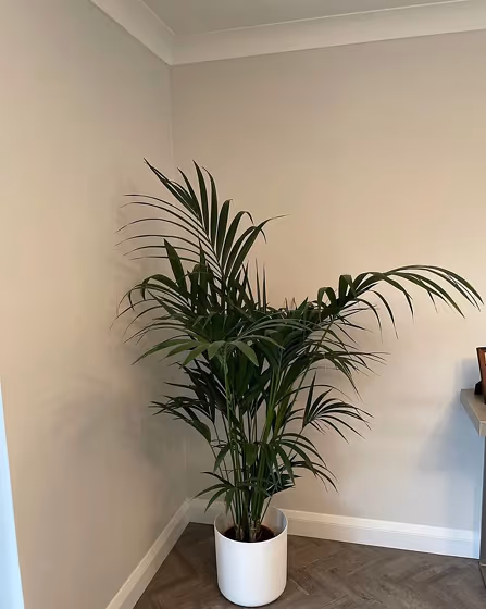 Light eggshell paint Benjamin Moore Silver Satin