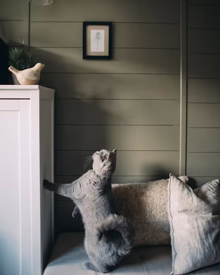 Treron living room color