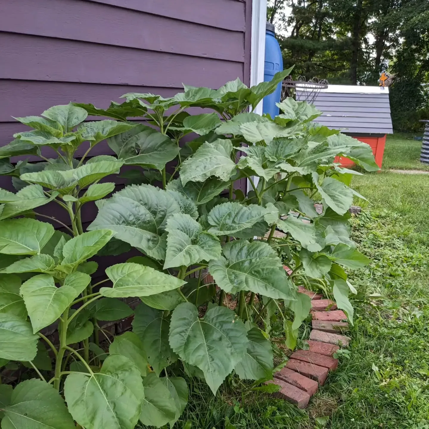 Benjamin Moore Vintage Wine exterior paint