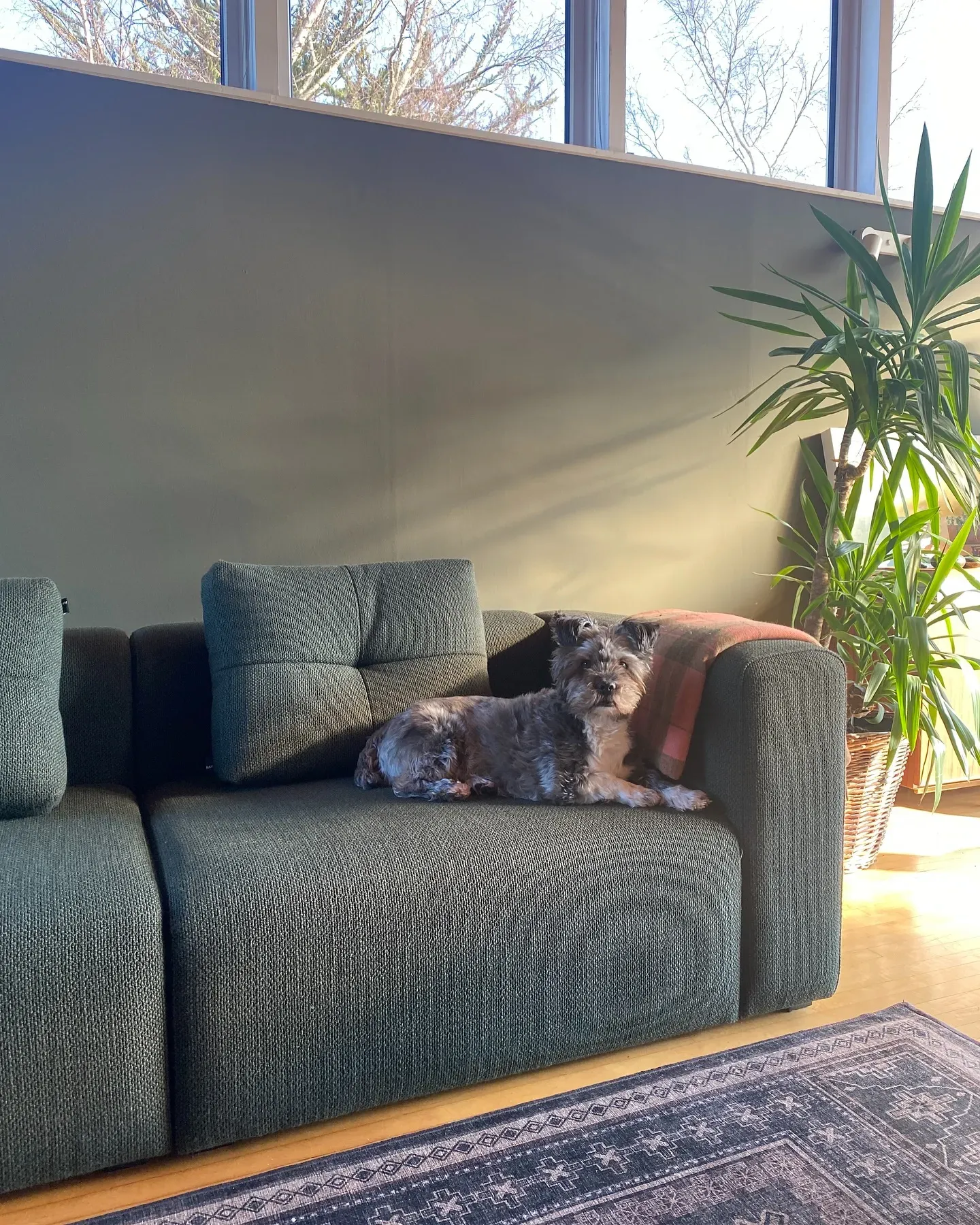 Reduced Green living room paint