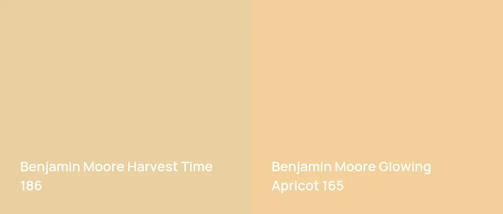Benjamin Moore Harvest Time 186 vs Benjamin Moore Glowing Apricot 165