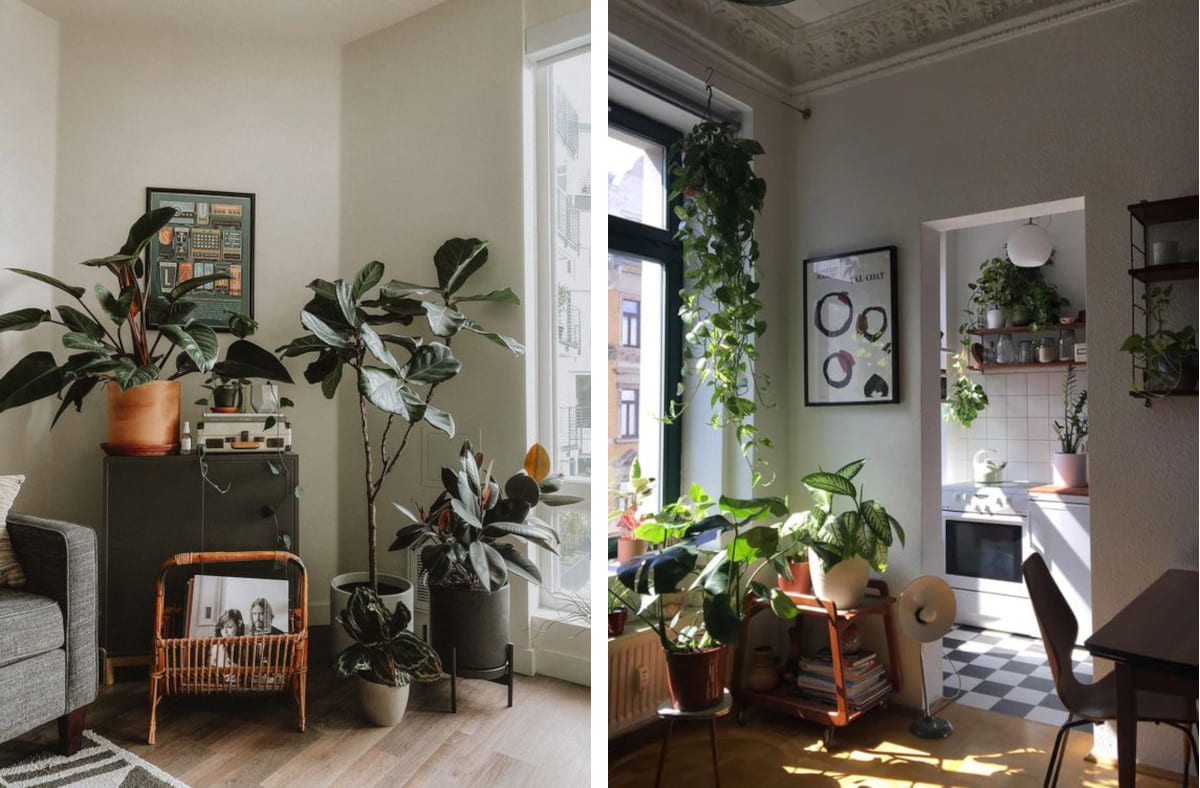 Plants in small interiors